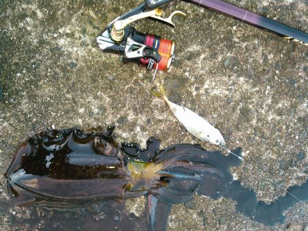 アジでイカ釣る